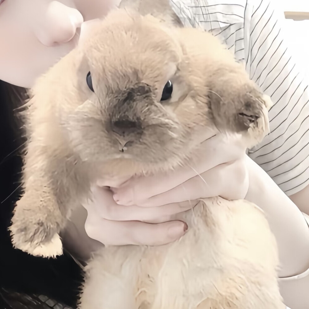 边角料情头