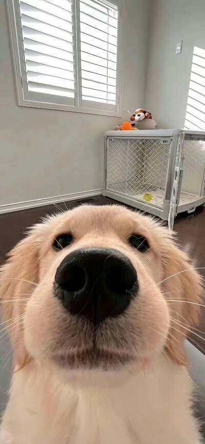 宠物