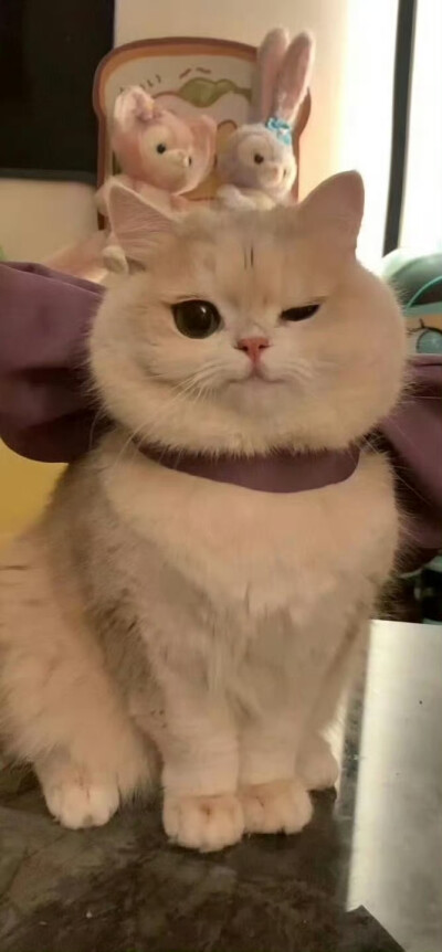 宠物