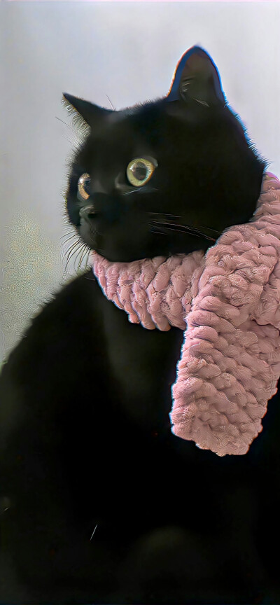 宠物
