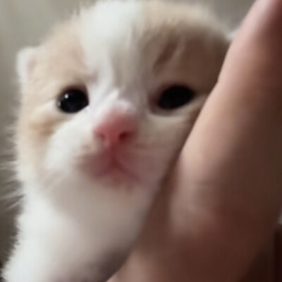 咪