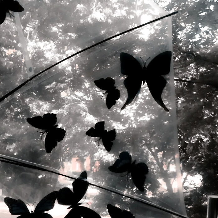 一棵树 有人问我什么意思 我说我站在这里等你