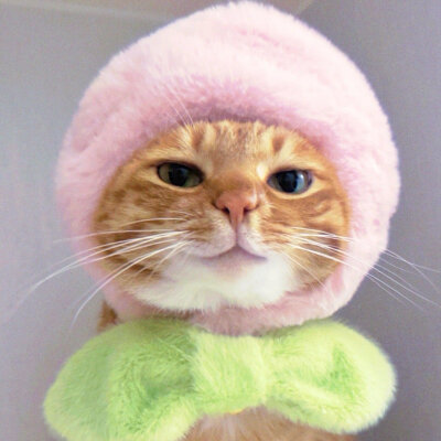猫咪头像