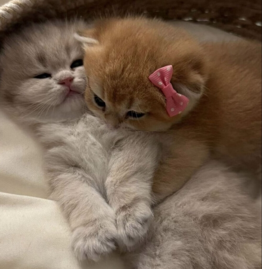 萌系物
