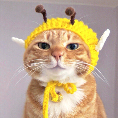 猫咪头像