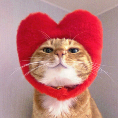 猫咪头像