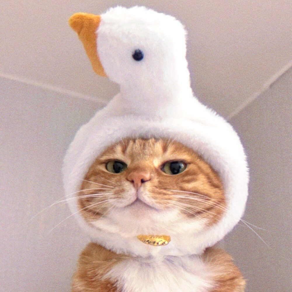 猫咪头像