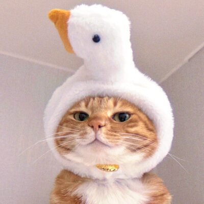 猫咪头像