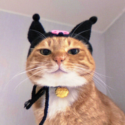 猫咪头像