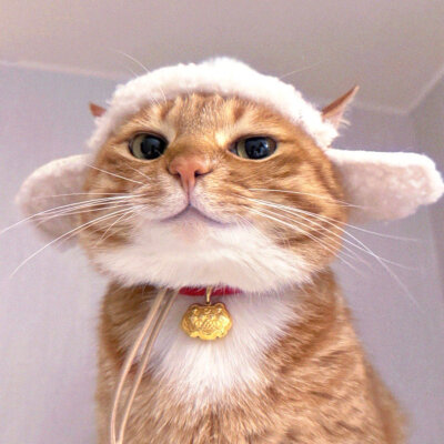 猫咪头像