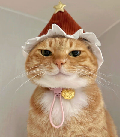 猫咪头像