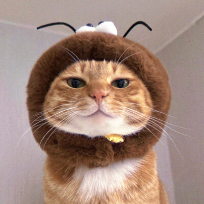 猫咪头像