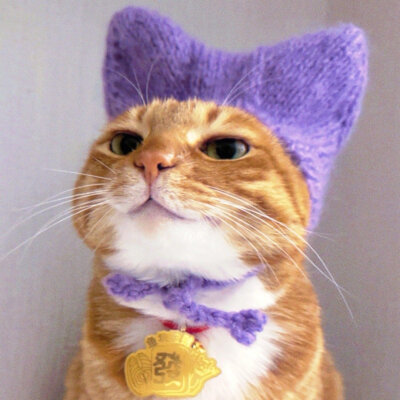 猫咪头像
