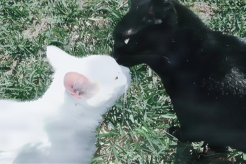 囧架架