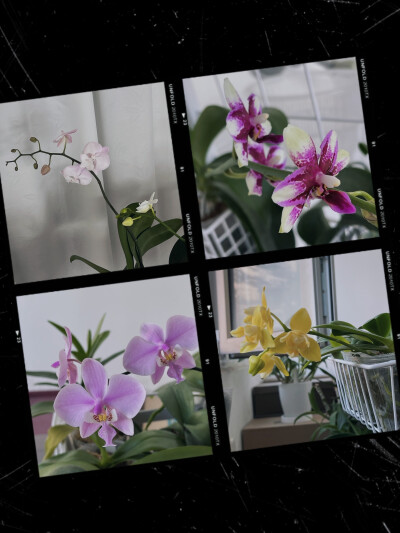 闺蜜家的兰花们