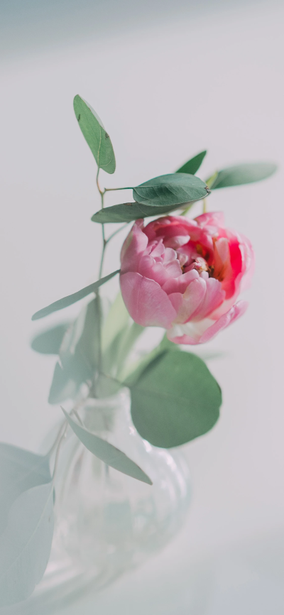 鲜花壁纸