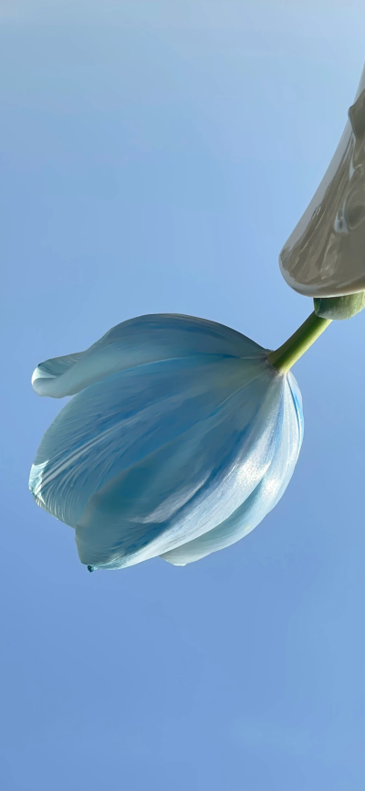 鲜花壁纸