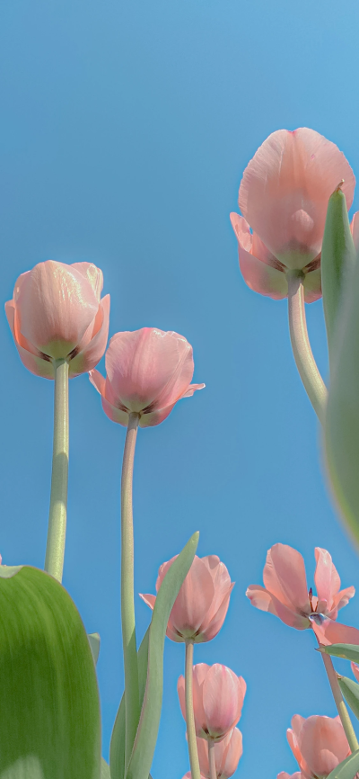 鲜花壁纸