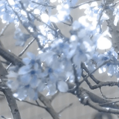 情树上开满的花是我给我未过门的妻子最后的礼物