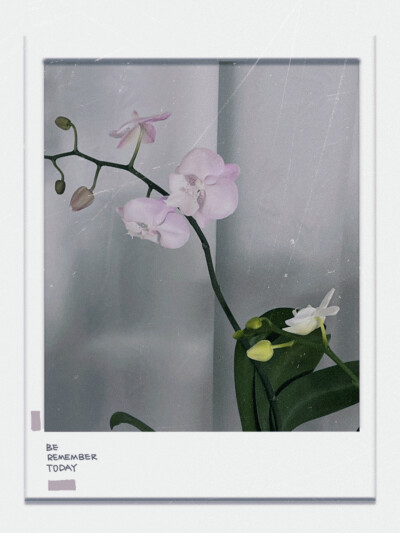 闺蜜家的兰花们