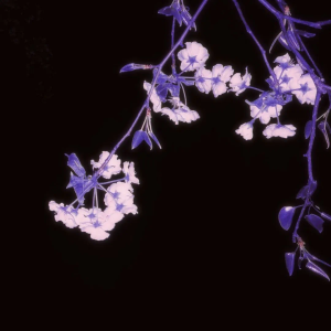 头像+背景 全套