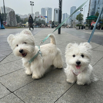 背景图