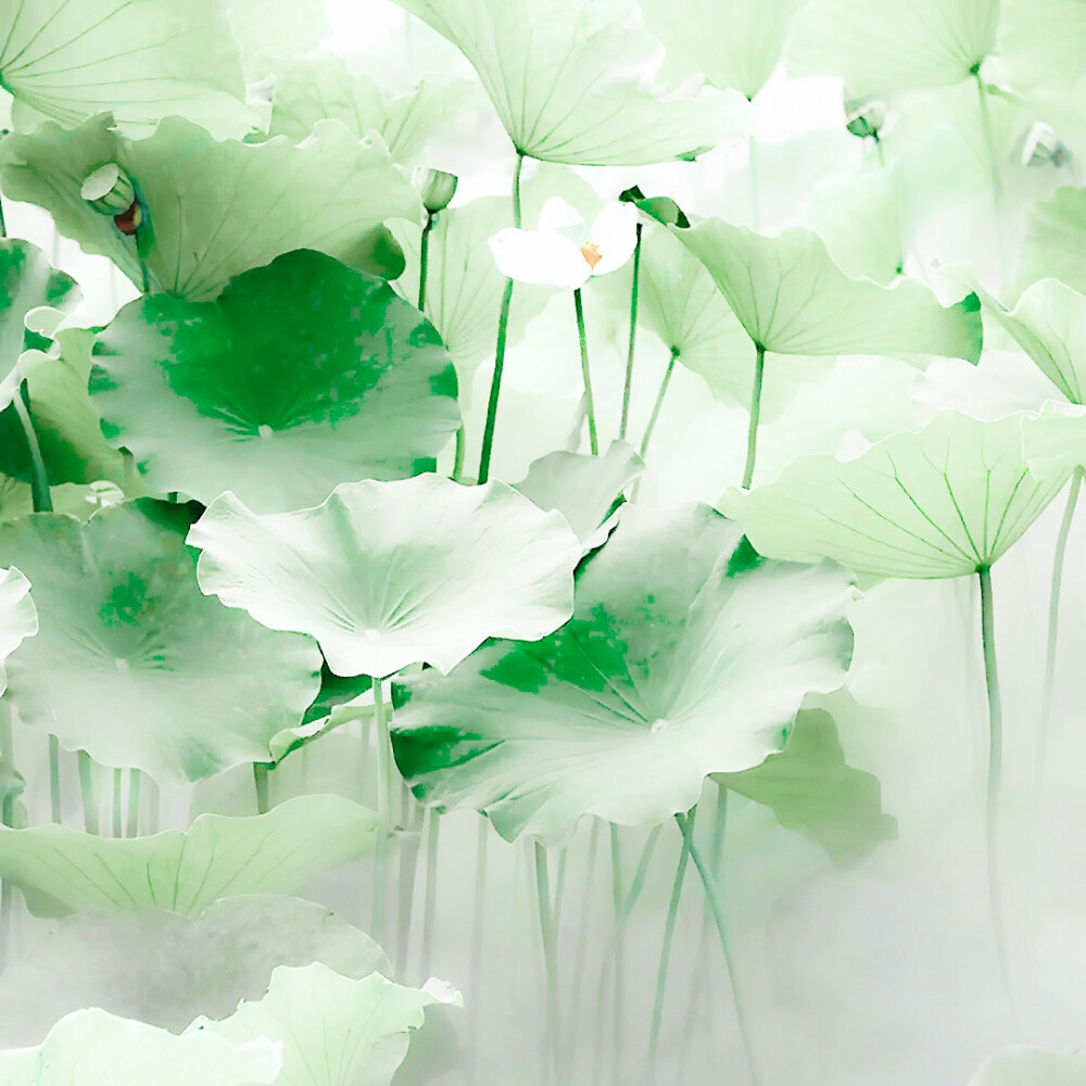 청춘（Protect our agreement）…山茶花之恋