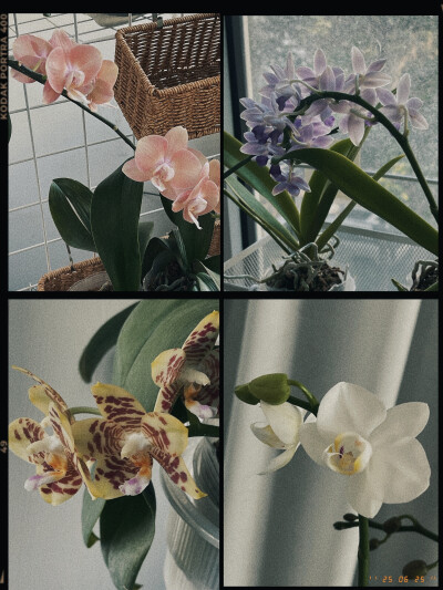 闺蜜家的兰花们