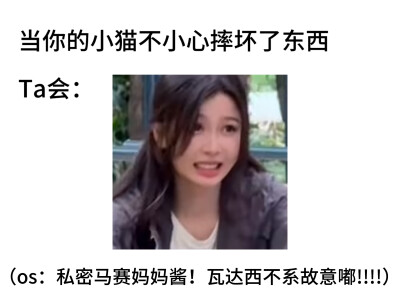 小猫