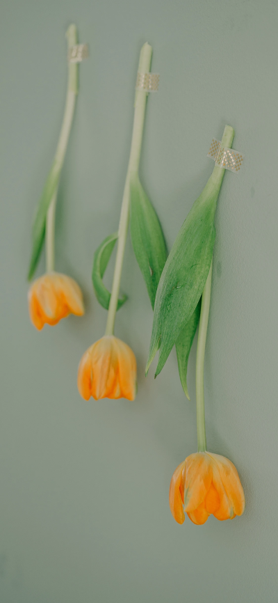 鲜花壁纸