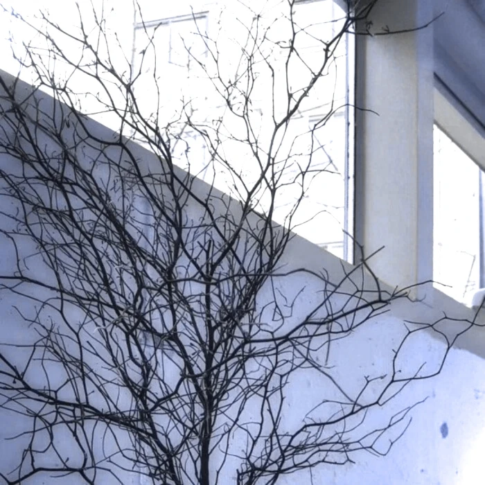 
The fantasy of angel♫⊹♬天使^旋律幻想