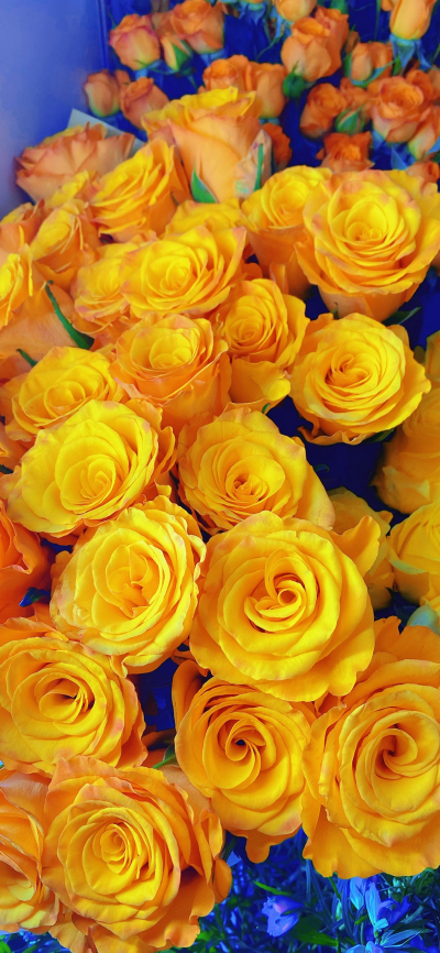 鲜花壁纸