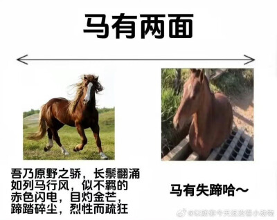 动物有两面
