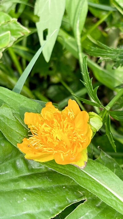 金莲花