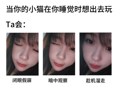 小猫天性