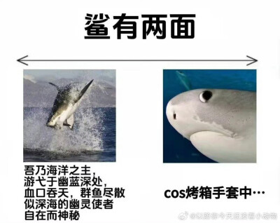 动物有两面