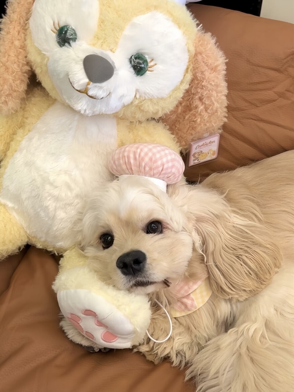 狗狗