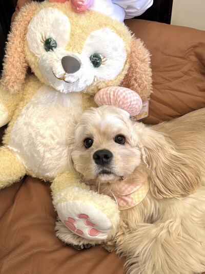 狗狗