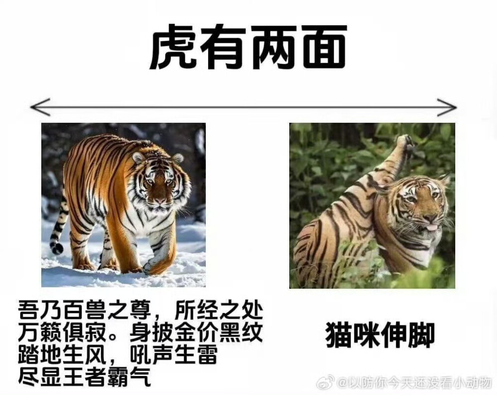 动物有两面