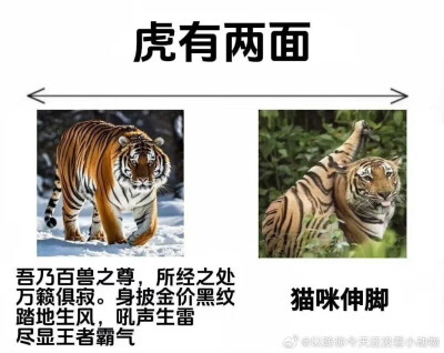 动物有两面