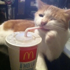 小猫⋆ᶿ̵᷄ ˒̼ ᶿ̵᷅⋆