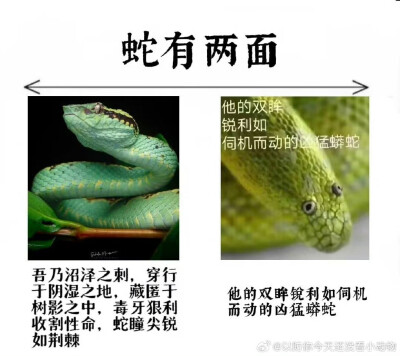 动物有两面