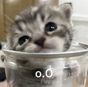 小猫⋆ᶿ̵᷄ ˒̼ ᶿ̵᷅⋆