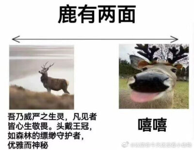 动物有两面