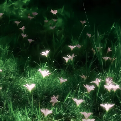 *春和花野：사랑、romantic（見花の则喜）