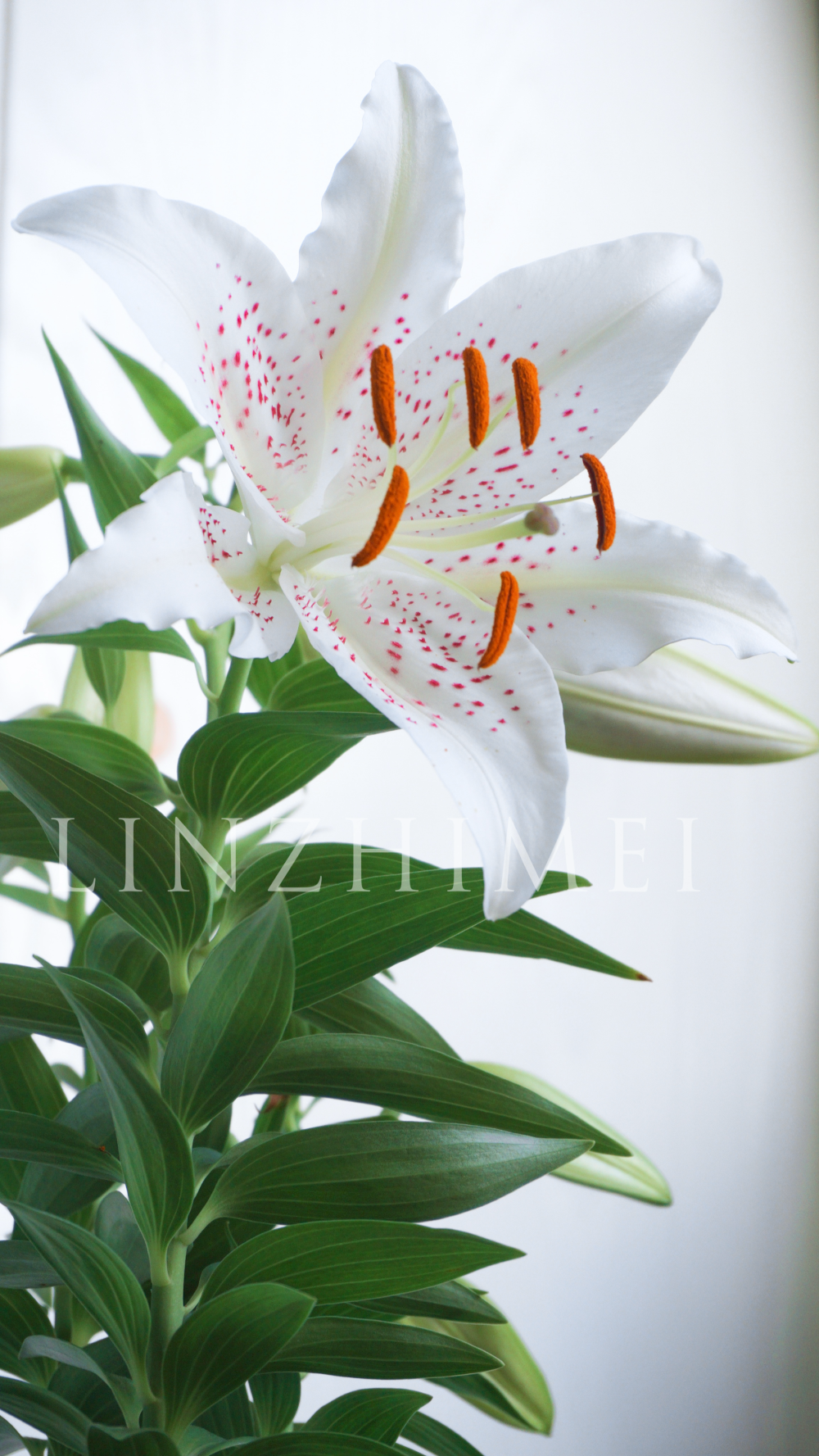 早上梦到白拉菲百合的花苞掉了，好难过。一起来跑阳台看，不但白拉菲好好的，白葡萄酒在今早也开了第一朵花。四月中旬种下，六月下旬开花。白葡萄酒真是矮化性特别好的品种，在半日照条件下，叶片之间距离紧凑，株高25～35cm就开花，特别适合阳台党盆栽养护。粉色麻点是她的特色，长得仙气飘飘的，保留她的雄蕊没有去掉，感觉留着更好看。三球一盆感觉观赏性已经足够，喜欢这个品种，球种下去之后基本没有管过，又美又好养。