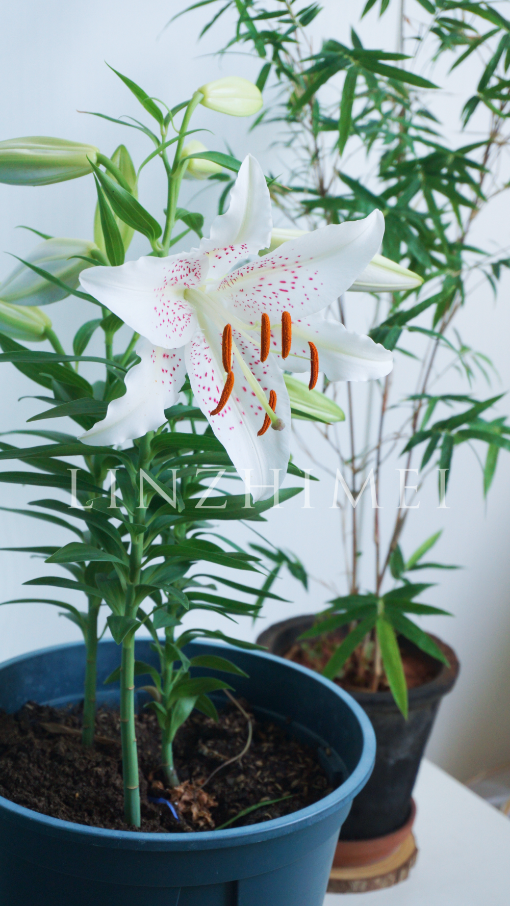 早上梦到白拉菲百合的花苞掉了，好难过。一起来跑阳台看，不但白拉菲好好的，白葡萄酒在今早也开了第一朵花。四月中旬种下，六月下旬开花。白葡萄酒真是矮化性特别好的品种，在半日照条件下，叶片之间距离紧凑，株高25～35cm就开花，特别适合阳台党盆栽养护。粉色麻点是她的特色，长得仙气飘飘的，保留她的雄蕊没有去掉，感觉留着更好看。三球一盆感觉观赏性已经足够，喜欢这个品种，球种下去之后基本没有管过，又美又好养。