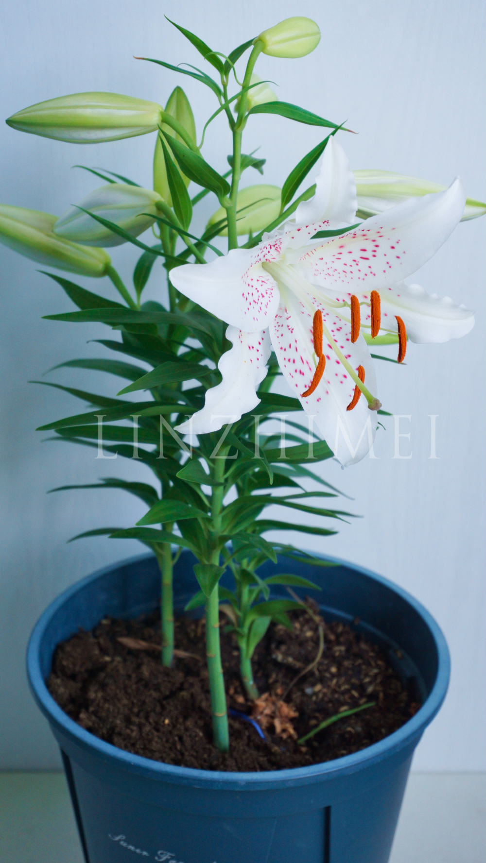 早上梦到白拉菲百合的花苞掉了，好难过。一起来跑阳台看，不但白拉菲好好的，白葡萄酒在今早也开了第一朵花。四月中旬种下，六月下旬开花。白葡萄酒真是矮化性特别好的品种，在半日照条件下，叶片之间距离紧凑，株高25～35cm就开花，特别适合阳台党盆栽养护。粉色麻点是她的特色，长得仙气飘飘的，保留她的雄蕊没有去掉，感觉留着更好看。三球一盆感觉观赏性已经足够，喜欢这个品种，球种下去之后基本没有管过，又美又好养。