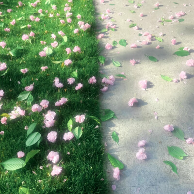 *春和花野：사랑、romantic（見花の则喜）