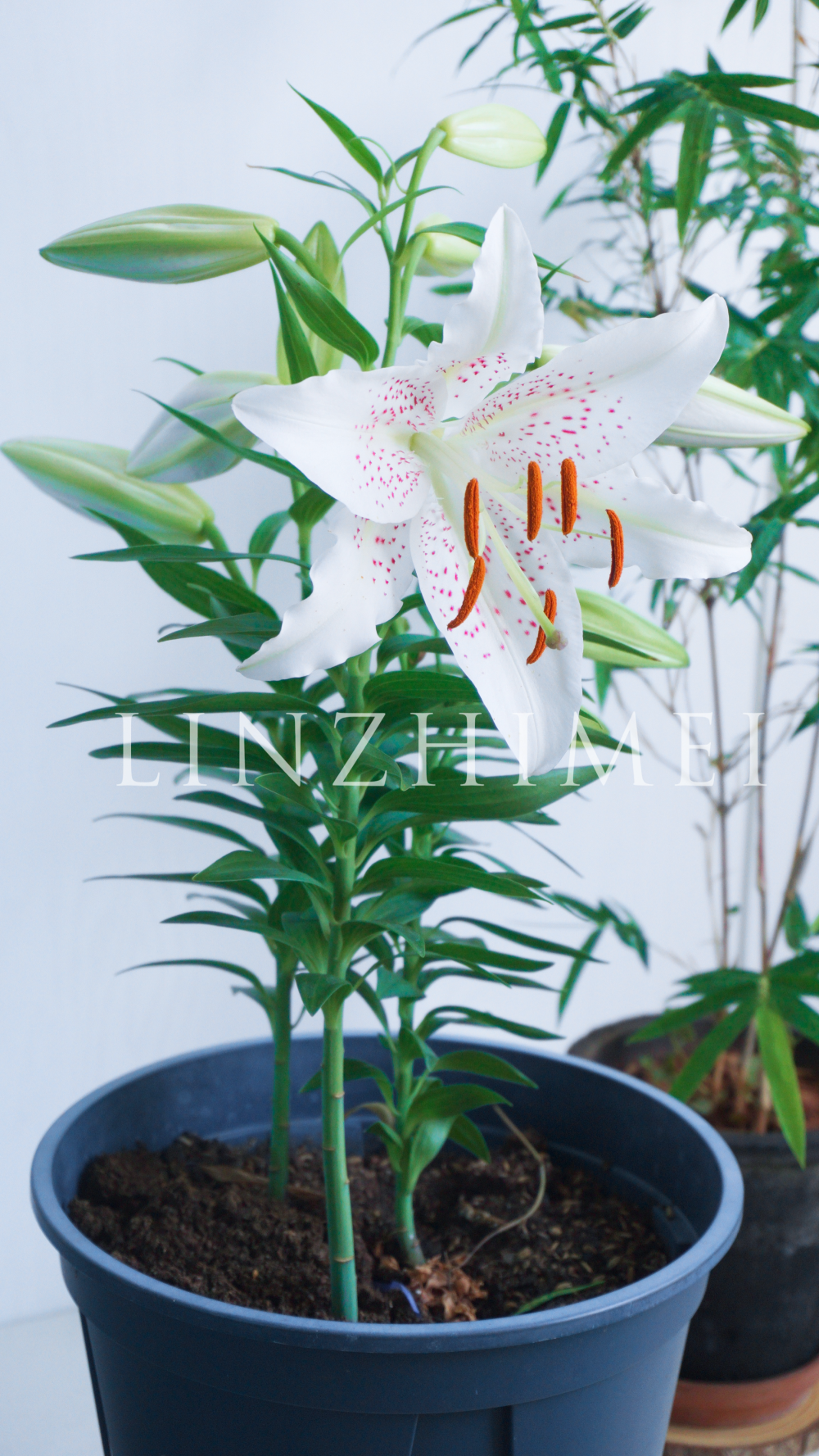早上梦到白拉菲百合的花苞掉了，好难过。一起来跑阳台看，不但白拉菲好好的，白葡萄酒在今早也开了第一朵花。四月中旬种下，六月下旬开花。白葡萄酒真是矮化性特别好的品种，在半日照条件下，叶片之间距离紧凑，株高25～35cm就开花，特别适合阳台党盆栽养护。粉色麻点是她的特色，长得仙气飘飘的，保留她的雄蕊没有去掉，感觉留着更好看。三球一盆感觉观赏性已经足够，喜欢这个品种，球种下去之后基本没有管过，又美又好养。